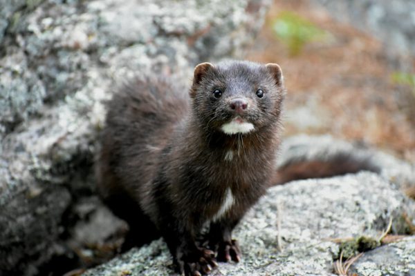 Организации по защите животных собирают подписи для запрета пушных ...